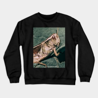 Grasshopper Climbing Green Leaf Macro Photograph Crewneck Sweatshirt